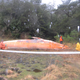A dead sei whale